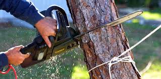 Reliable Ludowici, GA Tree Removal Services Solutions